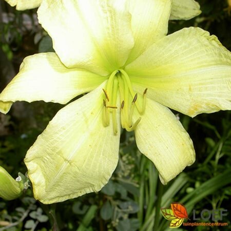 Hemerocallis 'Corky' P9