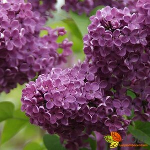 Syringa vulgaris 'Andenken an Ludwig Späth' 50/60 C.  - afbeelding 1