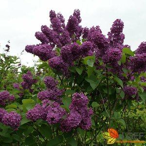 Syringa vulgaris 'Andenken an Ludwig Späth' 50/60 C.  - afbeelding 2