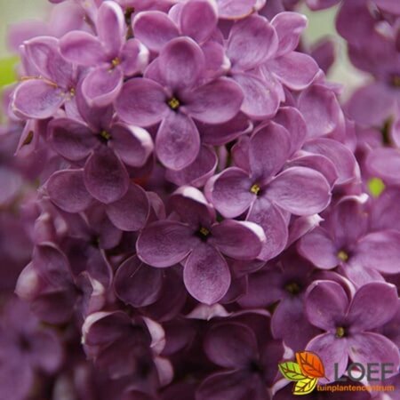 Syringa vulgaris 'Andenken an Ludwig Späth' 100/125 KL. - afbeelding 3