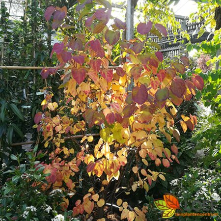 Cercidiphyllum japonicum 10-12 C. 
