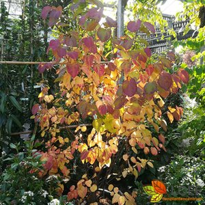 Cercidiphyllum japonicum 10-12 C. 