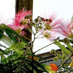 Albizia julibrissin 12-14 DR. HO.