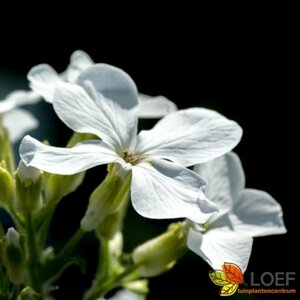 Lunaria annua 'Albiflora' P9