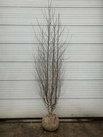Betula pendula 16-18 DR. - afbeelding 4