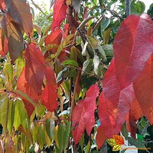 Prunus avium 'Kordia' 10-12 C.  - afbeelding 1