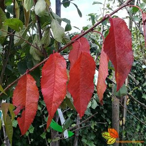 Prunus avium 'Kordia' 10-12 C.  - afbeelding 2