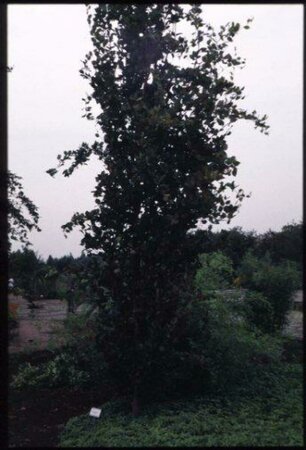 Fagus sylvatica 'Dawyck' 10-12 DR. Geveerd - afbeelding 1