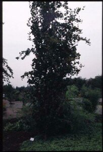 Fagus sylvatica 'Dawyck' 10-12 DR. Geveerd - afbeelding 1