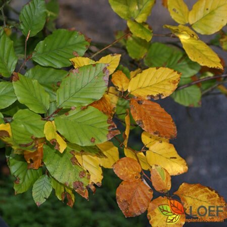 Fagus sylvatica 'Dawyck' 10-12 DR. Geveerd - afbeelding 2