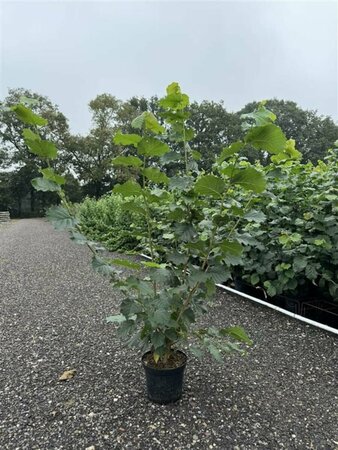 Corylus avellana 80/100 W. - afbeelding 2