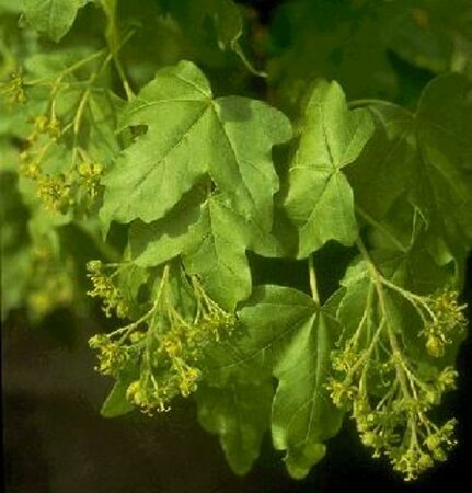 Acer campestre 10-12 DR. HO. - afbeelding 3