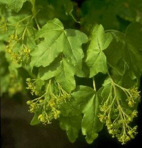 Acer campestre 10-12 DR. HO. - afbeelding 3