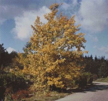 Acer campestre 10-12 DR. HO. - afbeelding 2