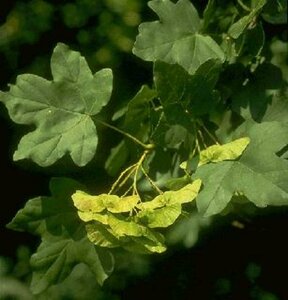 Acer campestre 10-12 DR. HO. - afbeelding 1