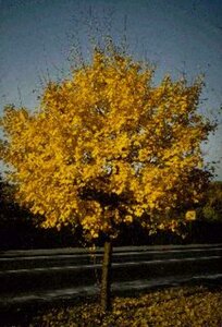 Acer campestre 10-12 DR. HO. - afbeelding 4