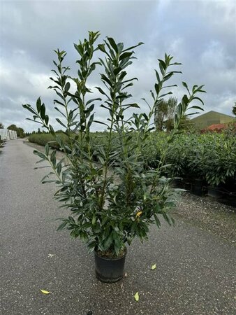 Prunus laurocerasus 'Caucasica' ST. 180 14-16 C. Lei - afbeelding 2