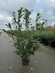 Prunus laurocerasus 'Caucasica' ST. 180 14-16 C. Lei - afbeelding 2