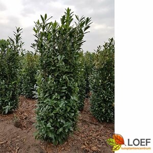 Prunus laurocerasus 'Caucasica' ST. 180 14-16 C. Lei - afbeelding 4