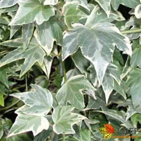 Hedera helix 'White Ripple' 60/80 C.
