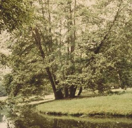 Alnus glutinosa 12-14 C. - afbeelding 2