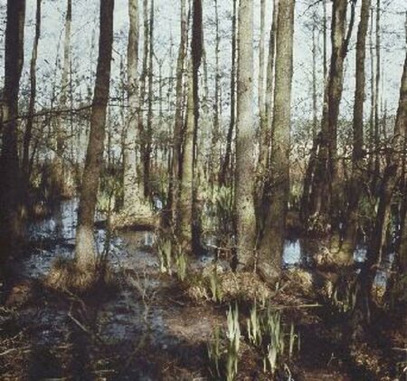 Alnus glutinosa 12-14 C. - afbeelding 3