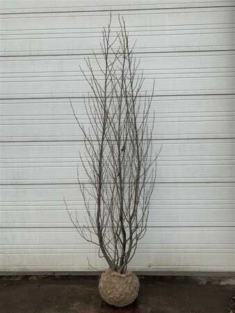 Alnus glutinosa 12-14 C. - afbeelding 4