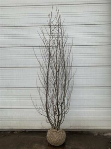Alnus glutinosa 12-14 C. - afbeelding 4