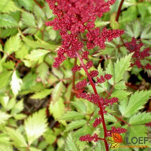 Astilbe arendsii 'Fanal' P9 - afbeelding 1