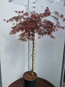 Acer palmatum 'Inaba-shidare' ST. 120 C. - afbeelding 3