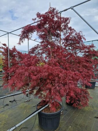 Acer palmatum 'Inaba-shidare' ST. 120 C. - afbeelding 1