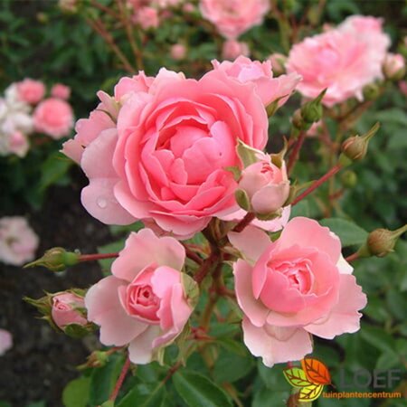 Rosa (F) 'Bonica' C3