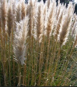 Cortaderia selloana 'Pumila' C 6.5 - afbeelding 2