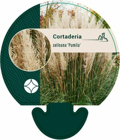 Cortaderia selloana 'Pumila' C 6.5 - afbeelding 1