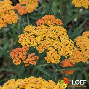 Achillea filipendulina 'Cloth of Gold' P9 - afbeelding 1