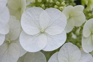 Hydrangea querc. 'Pee Wee' C5 - afbeelding 1