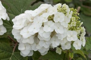 Hydrangea querc. 'Pee Wee' C5 - afbeelding 2