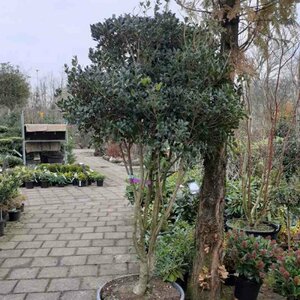 Osmanthus heterophyllus 150/175 C. Meerstammig - afbeelding 1