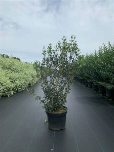 Osmanthus heterophyllus 150/175 C. Meerstammig - afbeelding 2