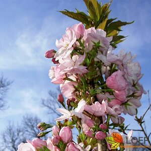 Prunus serrulata 'Amanogawa' 225/250 KL. Solitair - afbeelding 2