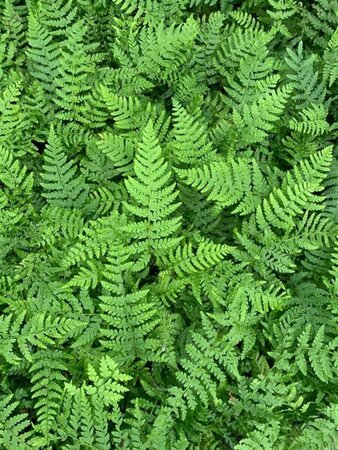 Polystichum braunii C2 - afbeelding 1