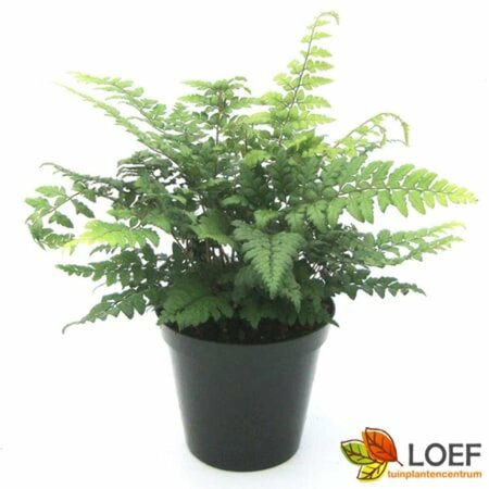 Polystichum makinoi P11 - afbeelding 1