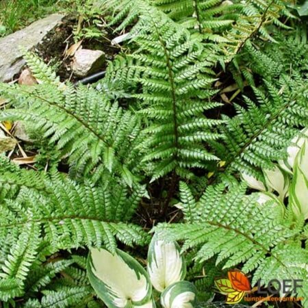 Polystichum makinoi P11 - afbeelding 2