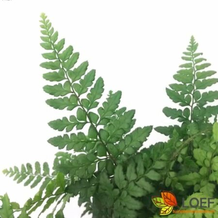 Polystichum makinoi P11 - afbeelding 3