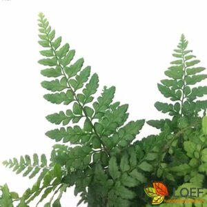 Polystichum makinoi P11 - afbeelding 3