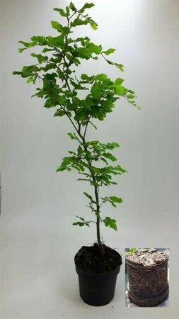 Fagus sylvatica ST. 200 14-16 DR. Lei - afbeelding 10