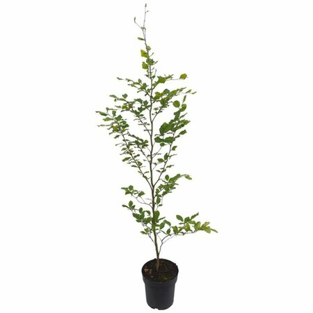 Fagus sylvatica ST. 200 14-16 DR. Lei - afbeelding 9
