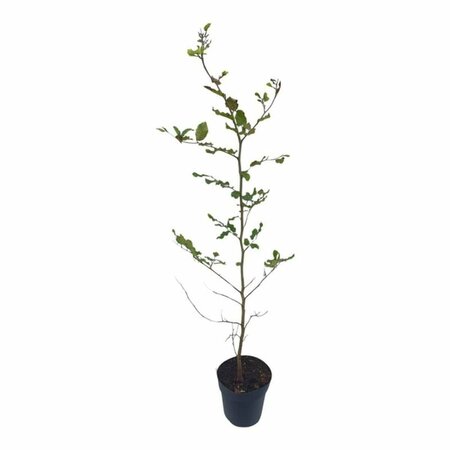 Fagus sylvatica ST. 200 14-16 DR. Lei - afbeelding 11