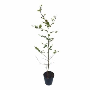 Fagus sylvatica ST. 200 14-16 DR. Lei - afbeelding 11