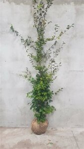 Fagus sylvatica ST. 200 14-16 DR. Lei - afbeelding 4